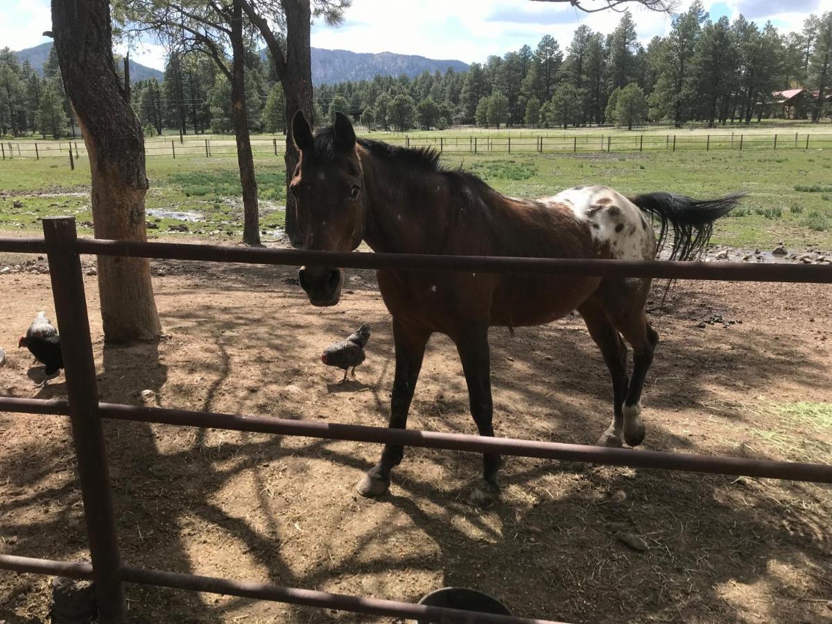 Grand Canyon Cottage At Historic Wrigley Ranch With Horseback Riding & Shooting Parks Екстериор снимка