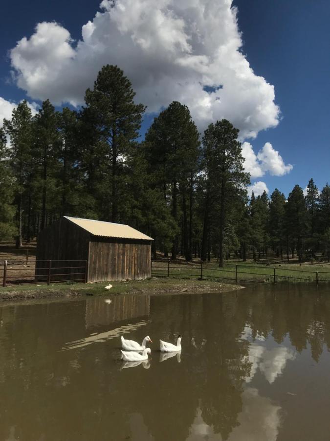 Grand Canyon Cottage At Historic Wrigley Ranch With Horseback Riding & Shooting Parks Екстериор снимка